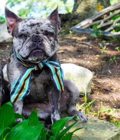 Frenchiestore Pet Scarf |  Livin' La Vida Frenchie